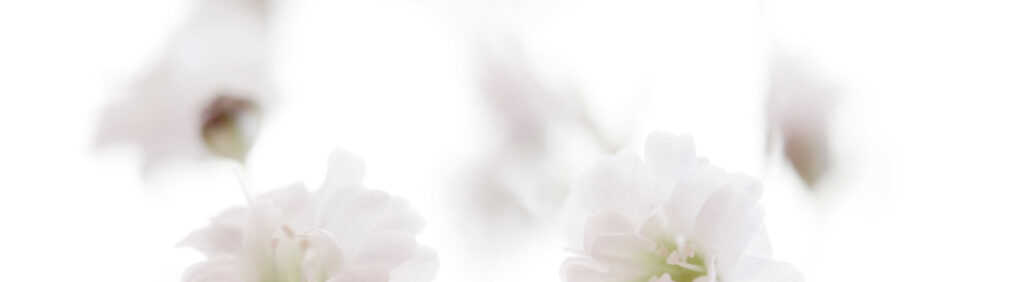 weiße blumen softer Hintergrund
